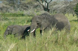 African elephant