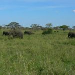 African elephant