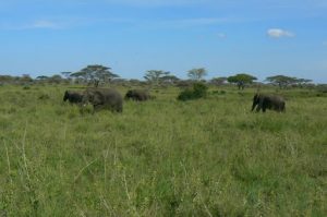 African elephant