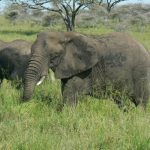 African elephant