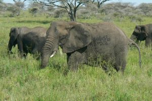 African elephant