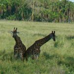 Serengeti National Park - giraffe mating dance