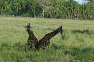 Serengeti National Park - giraffe mating dance
