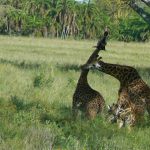 Serengeti National Park - giraffe mating dance