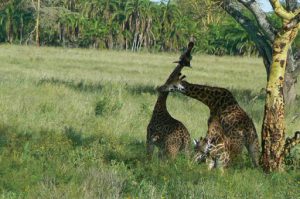 Serengeti National Park - giraffe mating dance