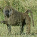 Serengeti National Park - monkey