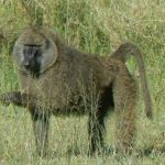 Serengeti National Park - monkey