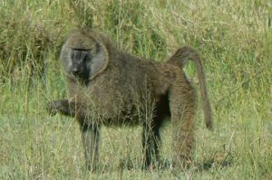 Serengeti National Park - monkey