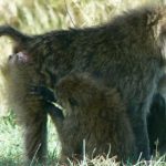 Serengeti National Park - monkeys