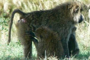 Serengeti National Park - monkeys