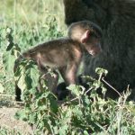 Serengeti National Park - monkeys