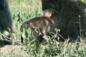 Serengeti National Park - monkeys