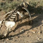 Serengeti National Park - skeleton