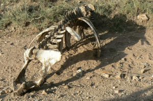 Serengeti National Park - skeleton