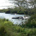 Serengeti National Park - hippos