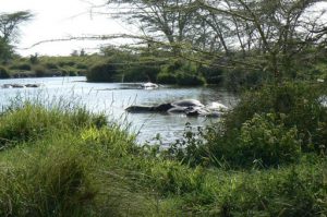 Serengeti National Park - hippos