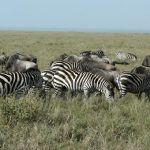 Serengeti National Park - zebras