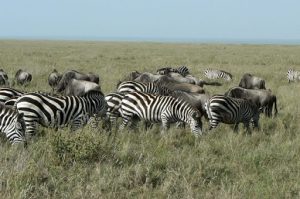 Serengeti National Park - zebras