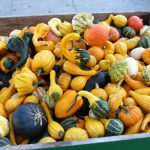 Autumn gourds