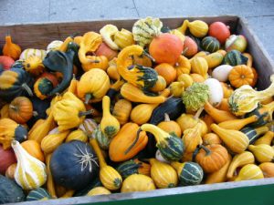 Autumn gourds