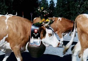 Switzerland - in the fall farmers