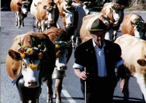 Switzerland - in the fall farmers