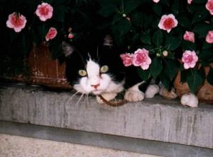 Switzerland - farm cats catch mice