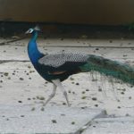 Dar-es-Salaam, Tanzania - National Museum, peacock