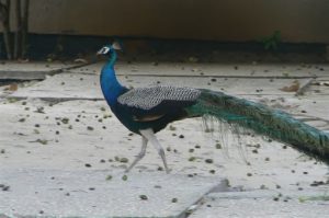 Dar-es-Salaam, Tanzania - National Museum, peacock