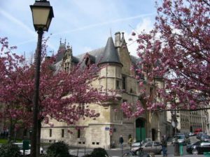 Paris spring blossoms