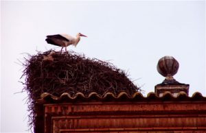 Storks are common nest-makers on buildings.