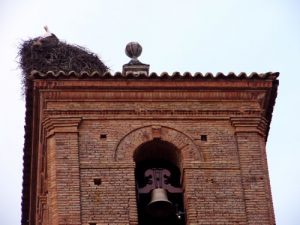 Storks are common nest-makers on buildings.