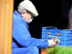 Farmer tends crops