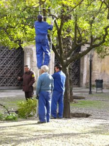 Courtyard of the ancient Mezquita (8th