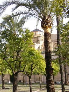 Courtyard of the ancient Mezquita (8th