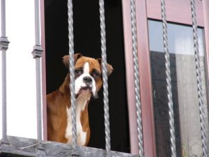 Cordoba dog watching from doorway