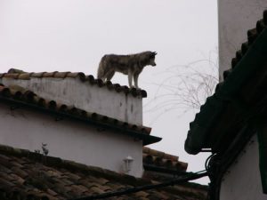 Watchdog from on high