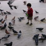 Malaga boy feeding pigeons