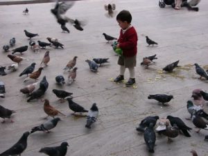 Malaga boy feeding pigeons