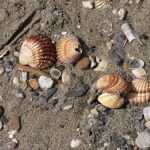 Costa del Sol - Torremolinos  Shells