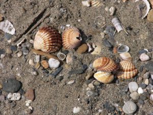 Costa del Sol - Torremolinos  Shells