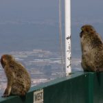 View from the top of Gibraltar. The