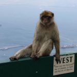 View from the top of Gibraltar. The