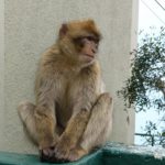 View from the top of Gibraltar. The