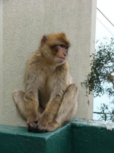 View from the top of Gibraltar. The