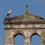 Trujillo - stork nesting