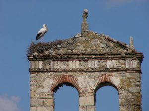 Trujillo - stork nesting