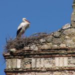 Trujillo - stork nesting