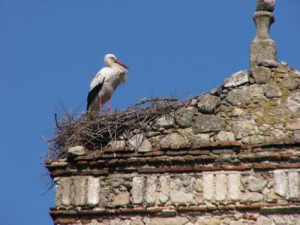 Trujillo - stork nesting