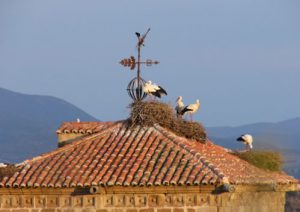 Storks like Trujillo for the weather